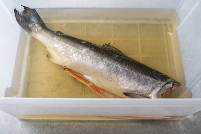 A whole salmon in a brine solution.